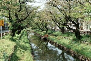 KAWAGOE, JAPAN - APRIL 11, 2023 Sakura trees along Kawagoe's Shingashi riverbank photo