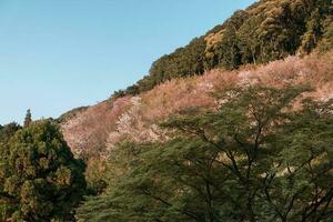 Cherry blossom on mountain photo