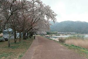 kawaguchiko, Japón - abril 7, 2023 sakura Cereza florecer floración en el parque en nublado día foto