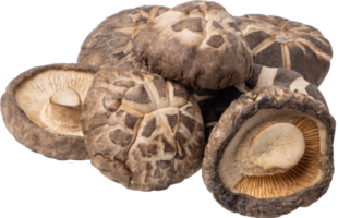 shitake mushroom cut out on transparent background. png