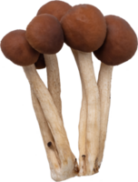 enoki mushroom cut out on transparent background. png