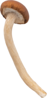 enoki mushroom cut out on transparent background. png