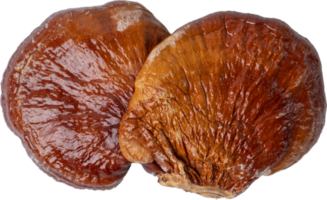 reishi mushroom cut out on transparent background. png