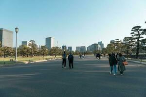 tokio, Japón - abril 9, 2023 pino árbol en kokyo Gaien nacional jardín foto