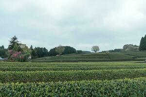 Tea plantations background in Japan in a cloudy day photo