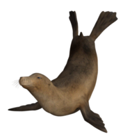 Sea lion isolated 3d png