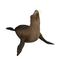 mer Lion isolé 3d png