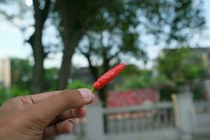 Photo of a pile of fresh red chilies