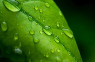 gotas de lluvia en Fresco verde hojas en un negro antecedentes. macro Disparo de agua gotas en hojas. gota de agua en verde hoja después un lluvia. foto