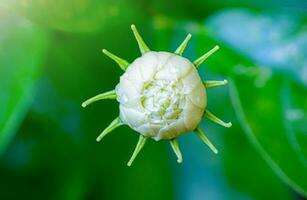 Overlapping jasmine flowers while buds, before blooming. White Arabian jasmine flower, macro style, blurred green leaf background, out of focus. photo