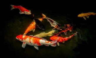 Japan koi fish or Fancy Carp swimming in a black pond fish pond. Popular pets for relaxation and feng shui meaning. Popular pets among people. Asians love to raise it for good fortune or zen. photo