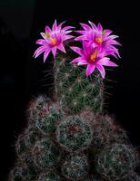 Mammillaria Benneckei, a type of cactus with hook spines There is a tuberous propagation. Clump together into a group.  Blooming flowers are pink cactus flowers. photo