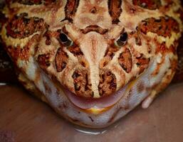 The argentine horned frog yellow with brown stripes. The frog sat still on black surface or background. photo