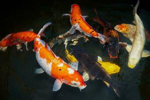 Japón koi pescado o lujoso carpa nadando en un negro estanque pescado estanque. popular mascotas para relajación y feng shui significado. popular mascotas entre gente. asiáticos amor a aumento eso para bueno fortuna o zen. foto