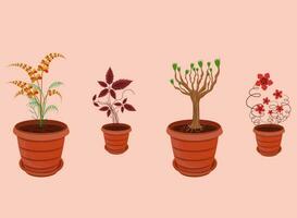 Houseplant collection 4 types of plants vector