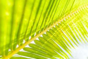 Sun over green palm leaves. Beautiful tropical nature, artistic light and sun rays. Fresh green palm leaf photo