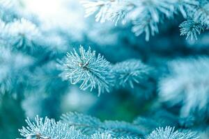 Pine branches covered with hoarfrost. Beautiful winter nature background, cold tones, frozen winter closeup photo