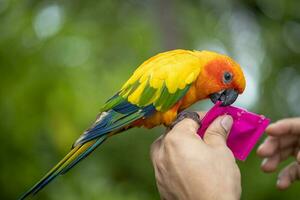 Colorful parrot sitting on human finger photo