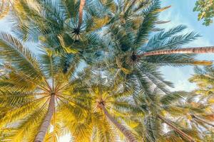 dentro el bosque. naturaleza composición. verano bosque naturaleza. vívido Mañana en vistoso bosque con Dom rayos mediante hojas de arboles paisaje de naturaleza con luz de sol, pacífico tropical isla naturaleza ver foto