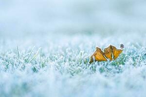 Frost on the leaf and grass. Winter background of frosty grass at the sunset with copy space photo