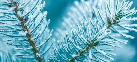 Pine branches covered with hoarfrost. Beautiful winter nature background, cold tones, frozen winter closeup photo