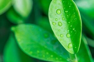 pacífico naturaleza de cerca. hermosa verde hojas con gotas de agua. gotas de Rocío en el Mañana resplandor en el Dom. hermosa hoja textura en naturaleza. natural antecedentes foto