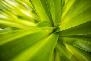 Green leaves background. Grass and dew abstract background. Tropical closeup texture, leaves, flora background pattern. Artistic green nature and freshness macro photo