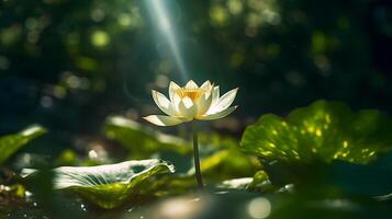 loto flor, un soltero loto flor brillante en el sol, ai generado foto