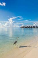 Beautiful beach with grey heron bird and moody blue sky. Summer vacation holiday background concept. Maldives paradise beach nature landscape. Luxury travel summer destination background concept photo