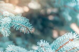 Pine branches covered with hoarfrost. Beautiful winter nature background, cold tones, frozen winter closeup photo