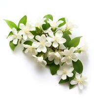 Jasmine flowers isolated. Illustration photo