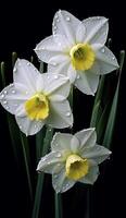 Daffodils, White Daffodils, Dewdrops, Dark Background, photo