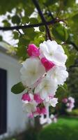 White Flower with green background, Real clear photo Chinese Suzhou garden purple