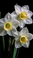 Daffodils, White Daffodils, Dewdrops, Dark Background, photo