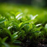 verde té hoja, ai generado foto