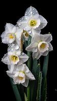 Daffodils, White Daffodils, Dewdrops, Dark Background, photo