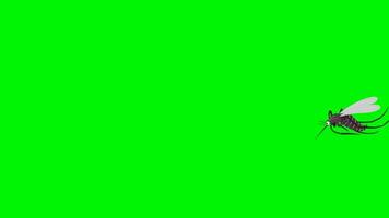 Flying mosquito animation green screen video