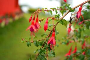 Fresh Nema Fuchsia Bell Flower at Offbeat Mountain Village Lungchok photo