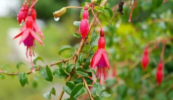 Nema Fuchsia Bell Flower Blomming at Offbeat Mountain Village at East Sikkim photo