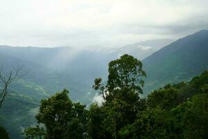 Green forest at East Sikkim Mountain Range photo