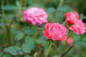 Pink Rose Background With Green Leaves, Aachener Dom Plant photo