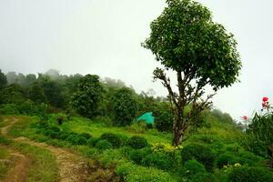 Greenery Background of Mountain Forest at Lungchok photo