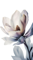 Amazing Image of Watercolor Magnolia Flower on Transparent Background. . png