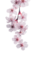 étourdissant image de Cerise ou pêche fleur branche avec l'eau gouttes. génératif ai. png