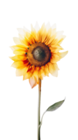 Watercolor Beautiful Sunflower on Transparent Background. . png