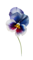 Watercolor Pansy Flower on Transparent Background. . png