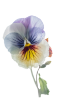 Watercolor Pansy Flower on Transparent Background. . png