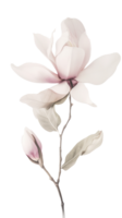 Amazing Image of Magnolia Flower Branch on Transparent Background. . png