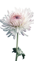 atemberaubend schließen Schuss von Chrysantheme Blume Stengel auf transparent Hintergrund. generativ ai. png