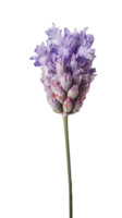 sbalorditivo Immagine di lavanda fiore germoglio su trasparente sfondo. generativo ai. png